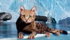 Super Cat Simulator - игра в жанре Симулятор