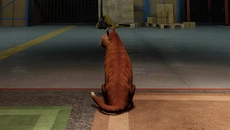 ORDER 13 - дата выхода