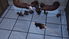 Rat Royal - дата выхода